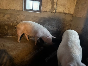 Porci de vânzare