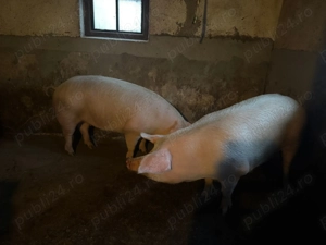 Porci de vânzare - imagine 5