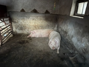 Porci de vânzare - imagine 4