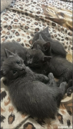 motan si pisica Albastru de Rusia disponibili