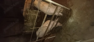 Porci pt Sacrificare 