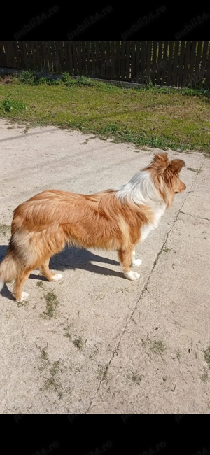Cățelușe collie rough - imagine 3