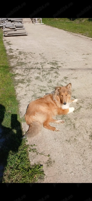 Cățelușe collie rough - imagine 4