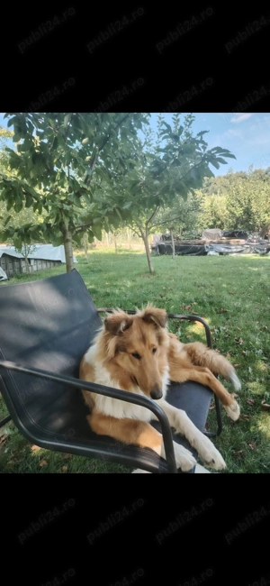 Cățelușe collie rough - imagine 2