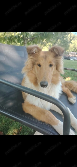 Cățelușe collie rough