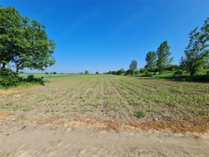 Teren 3000 mp - Comuna 1 Decembrie - Ilfov - imagine 2