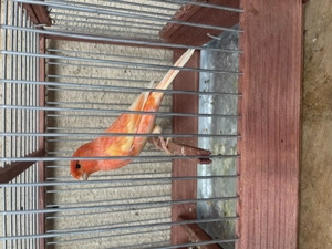 Canari de cantec  - imagine 2