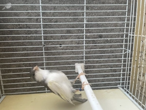 Canari de cantec  - imagine 5