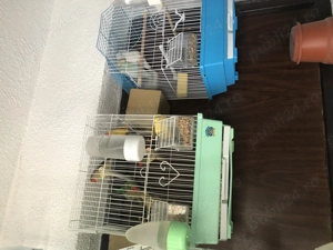 Disponibili pereche binseni canari alb pereche numai pereche