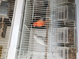 Disponibili pereche binseni canari alb pereche numai pereche - imagine 2