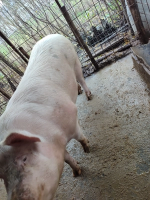 Porci de vânzare  - imagine 3