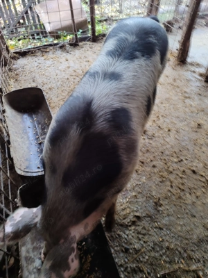 Porci de vânzare  - imagine 4