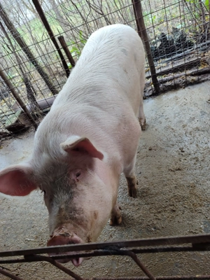 Porci de vânzare  - imagine 2