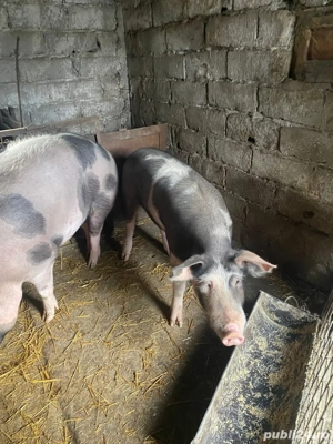 vand porci - imagine 2