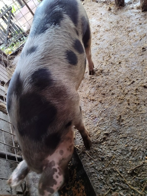 Porci de vânzare  - imagine 5