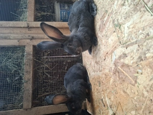 De vanzare iepuri urias german gri fier si gri!  - imagine 2