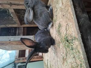 De vanzare iepuri urias german gri fier si gri!  - imagine 4