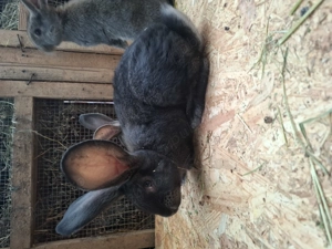 De vanzare iepuri urias german gri fier si gri!  - imagine 3