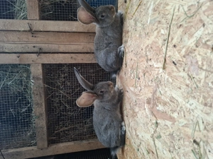 De vanzare iepuri urias german gri fier si gri!  - imagine 5