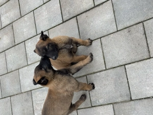 Ciobănesc beligian malinois - imagine 3