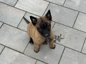 Ciobănesc beligian malinois