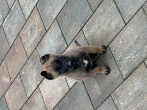 Ciobănesc beligian malinois - imagine 2