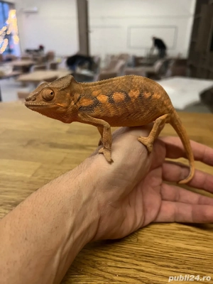 angajam ingrijitor si manipulator reptile si rozaatoare in magazin specializat.