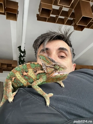 angajam ingrijitor si manipulator reptile si rozaatoare in magazin specializat. - imagine 5