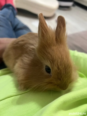 angajam ingrijitor si manipulator reptile si rozaatoare in magazin specializat. - imagine 3