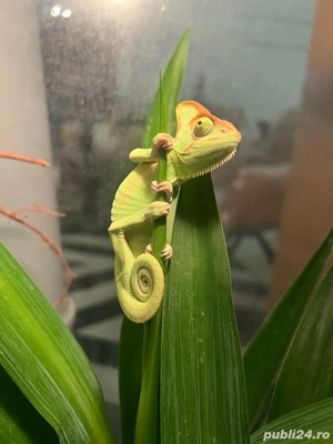 angajam ingrijitor si manipulator reptile si rozaatoare in magazin specializat. - imagine 2