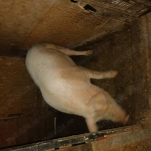 Vând purcea de carne