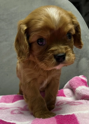 Cățeluși king charles spaniel  - imagine 2