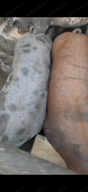 Vând porci de carne - imagine 3