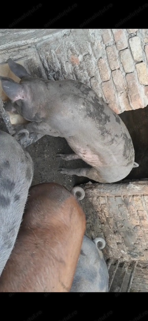 Vând porci de carne - imagine 2