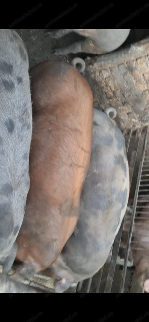 Vând porci de carne - imagine 4