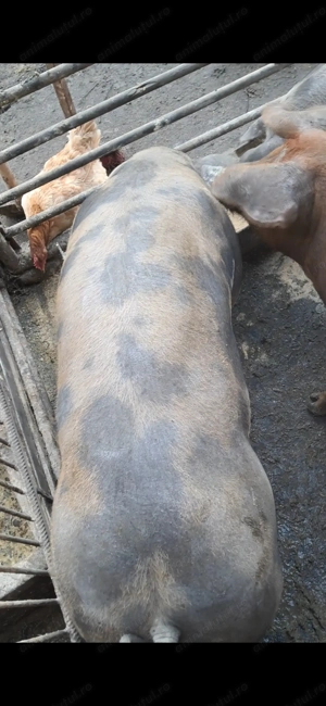 Vând porci de carne - imagine 5