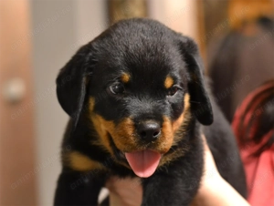Vand pui Rottweiler cu pedigree. - imagine 3
