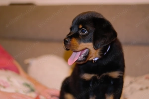 Vand pui Rottweiler cu pedigree. - imagine 2