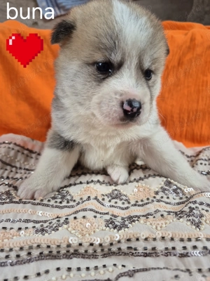 Akita pui 200 euro - imagine 2