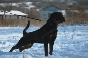 Vand pui Rottweiler cu pedigree. - imagine 4