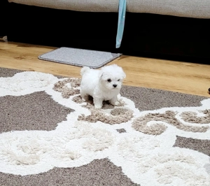 Bichon maltez toy - imagine 2
