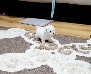 Bichon maltez toy - imagine 3