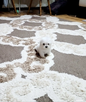 Bichon maltez toy