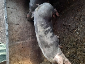 Vând doi vieruti  - imagine 4