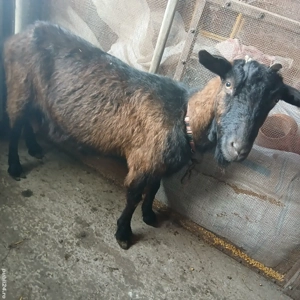 Capră Alpină Franceză