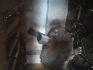 Iepuri corciți cu uriaș german - imagine 4