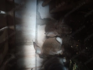 Iepuri corciți cu uriaș german - imagine 2