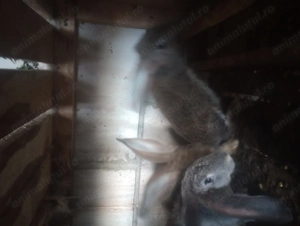 Iepuri corciți cu uriaș german - imagine 5