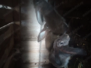 Iepuri corciți cu uriaș german - imagine 3