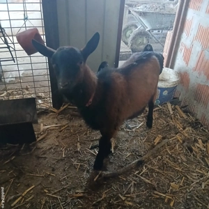 Tap Alpin Francez - imagine 2